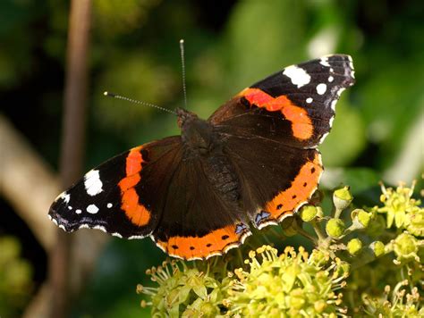 Red Admiral | Butterfly, Beautiful butterflies, British wildlife