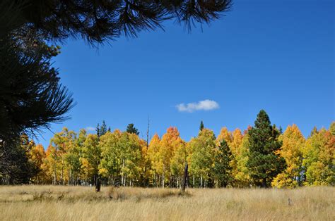 White Mountains Fall Foliage | Prescott Woman Magazine