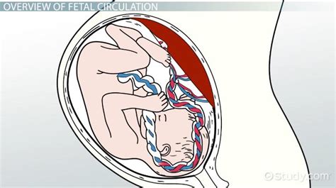 Fetal Circulation Diagram Labeled