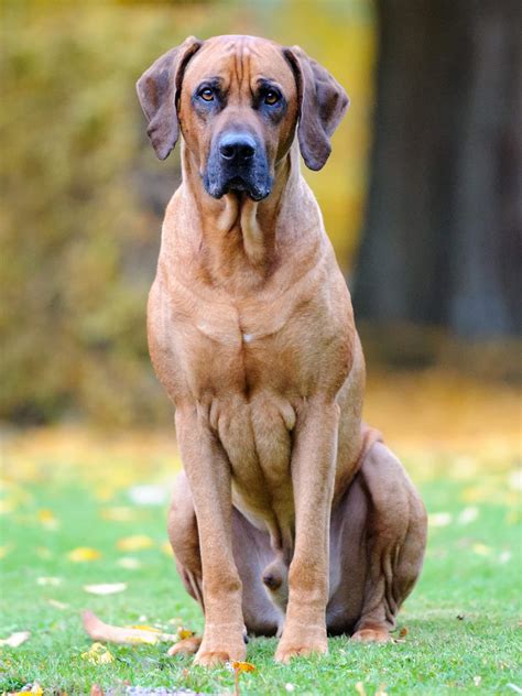 Does The Rhodesian Ridgeback Bark