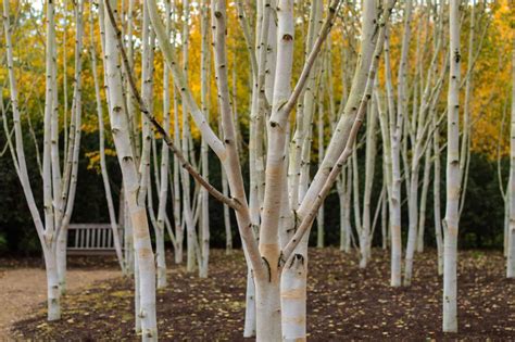 Discover The 10 Different Types Of Birch Trees