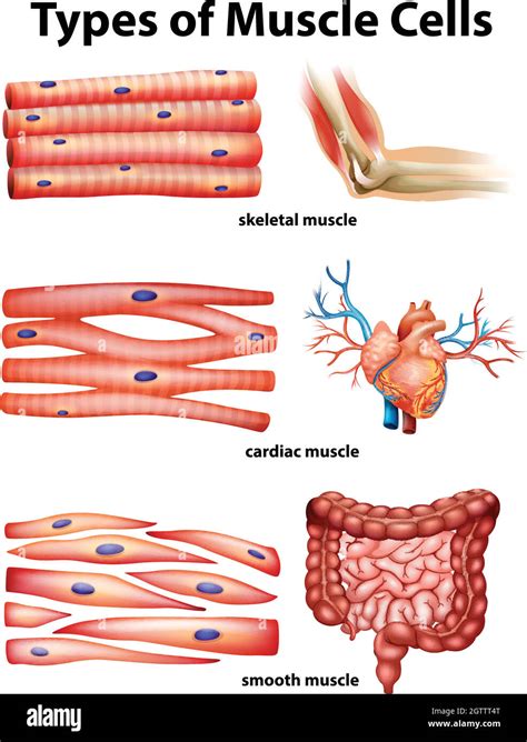 Cardiac Muscle Diagram Labeled