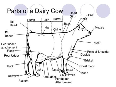 PPT - Identification of External Animal Parts PowerPoint Presentation ...