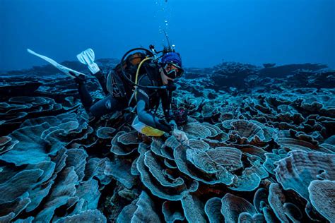 Coral reefs: Pristine community discovered in deep water off the coast ...