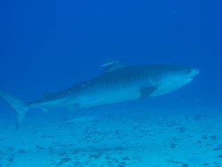 Hawaii Tiger Shark Shouji2 | Ocean Spirit Diving Hawaii | Flickr