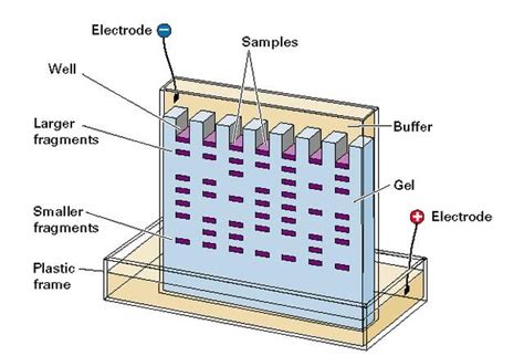 What Is Dna Gel Electrophoresis With Pictures | The Best Porn Website