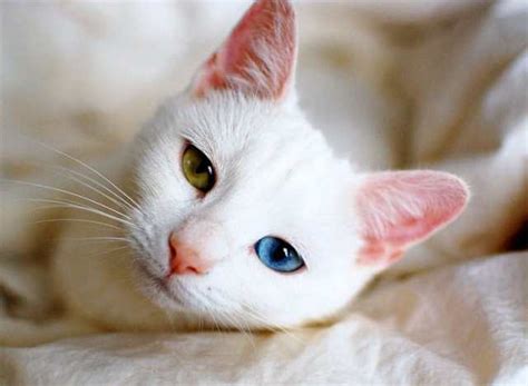 What are the Causes of Odd-Eyed Cats?