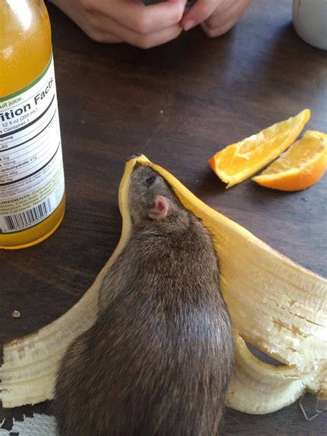 To Understand the Banana, You Must Become the Banana | Cute rats, Pet ...