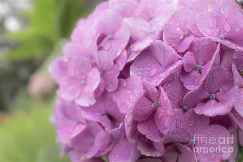 Purple Hydrangea at Rainy Garden in June, Japan Photograph by Eiko Tsuchiya