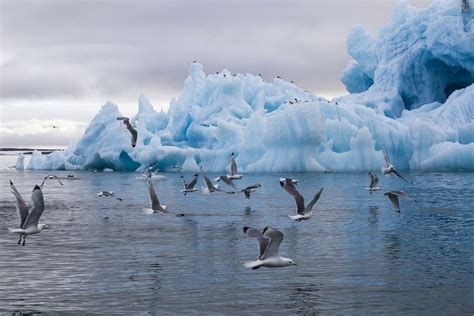 Great #Arctic Reserve in #Siberia: desert, tundra, icebergs and rare ...