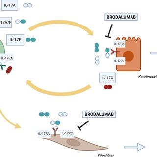 IL-17 cytokines family. The IL-17 cytokine family members signal ...