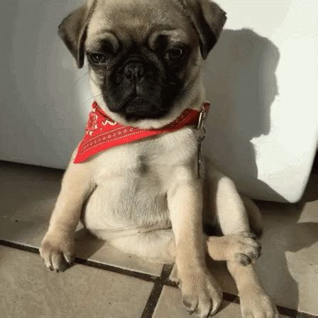 Pug Rayban GIF - Pug Rayban Sun - Discover & Share GIFs