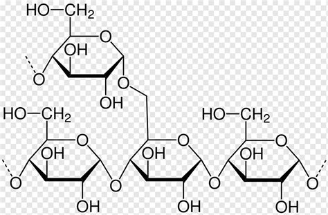 Amylopectin Structure