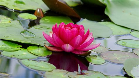 Lotus Flower Images Full Hd Wallpaper | Best Flower Site