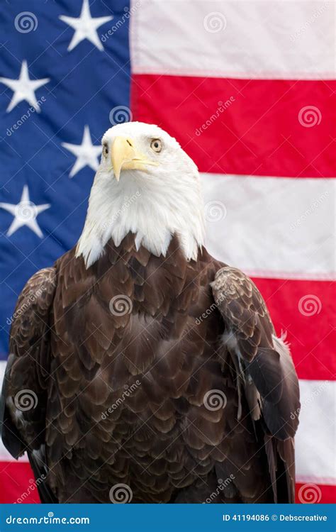 Bald Eagle Sitting with the American Flag Stock Photo - Image of ...