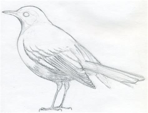 How To Draw A Bird And What You Need To Know