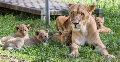 Zoo achieves breeding success with the birth of Lion cubs | Taronga ...