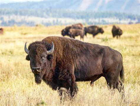 AVERAGE AT BEST: FAST FACTS About the American Bison