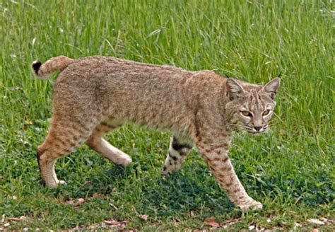 Compañeros de viaje: Lince rojo (Lynx rufus)