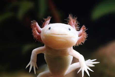 Axolotl adaptations. 5 Unforgiving Axolotl Predators (How do axolotls ...