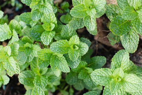 30 Different Types Of Mint Plants With Pictures Herbvity, 58% OFF