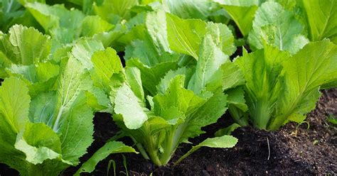 Mustard Greens Taste Like Wasabi - Taka Vegetable