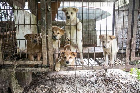 90 Dogs 'Destined for Slaughter' Saved From 'Miserable' Dog Meat Trade ...