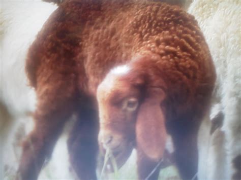 Awassi Sheep - Awassi Fat Tail Sheep Breeder: Awassi Lamb Photos