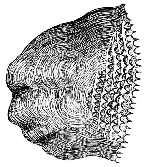 Ctenoid scales – Fishionary