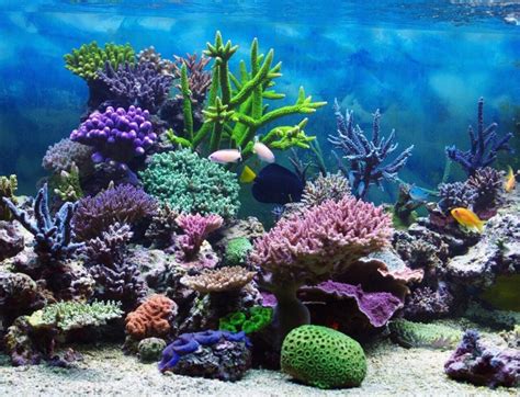 How Does A Coral Reef Ecosystem Work?