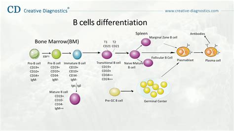 T Cell Differentiation Pathway