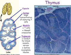 Histology - Thymus Cortex - Maturing T cells Medulla - T cells and ...