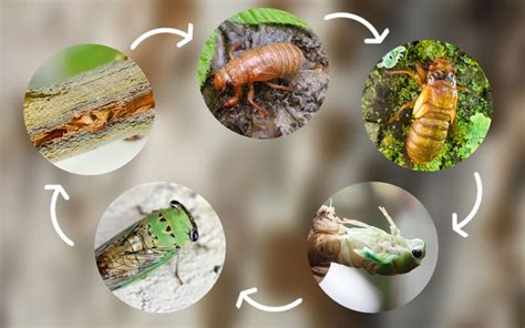 Cicada Life Cycle Stages