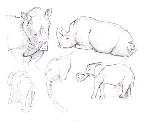 Update 115+ animal figure drawing best - vietkidsiq.edu.vn