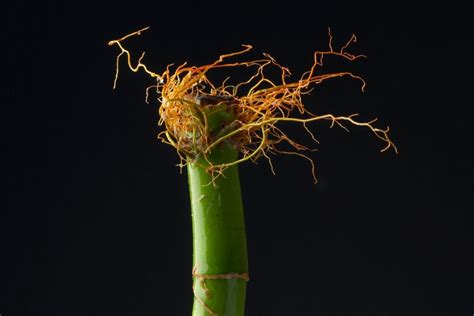 What Does Lucky Bamboo Root Rot Look Like? - Gardening Dream