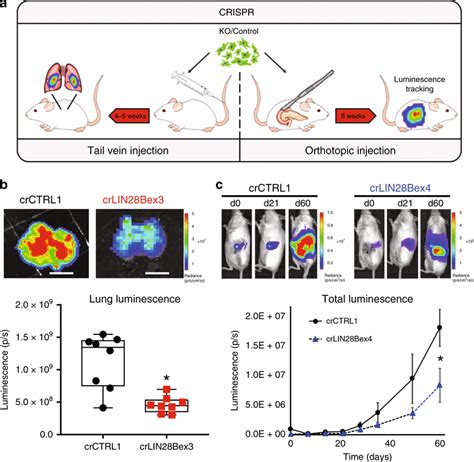 LIN28B-knockout cells are less aggressive in mouse models a Schematic ...