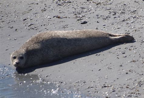 Bild: Seehund (Nordsee) | Find das Bild