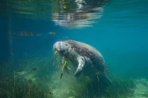 Manatee Protection and Conservation in Crystal River, FL