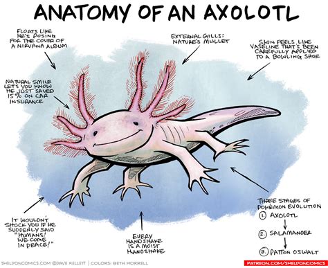 strip for June / 8 / 2017 - Anatomy of an Axolotl | Axolotl pet ...