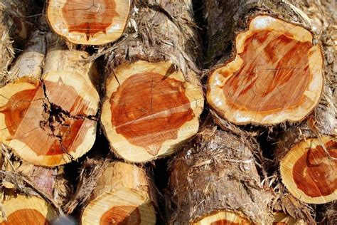 Why Does Cedar Wood Split? 10 Causes and Fixes - TheDIYPlan