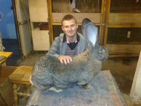 Flemish Giant rabbit ~ Detailed Information | Photos | Videos