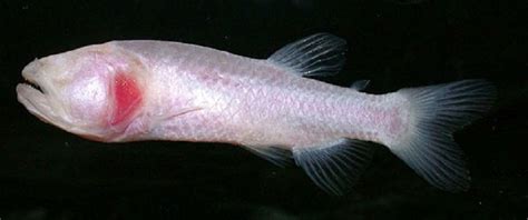 Cavefish photo and wallpaper. Cute Cavefish pictures