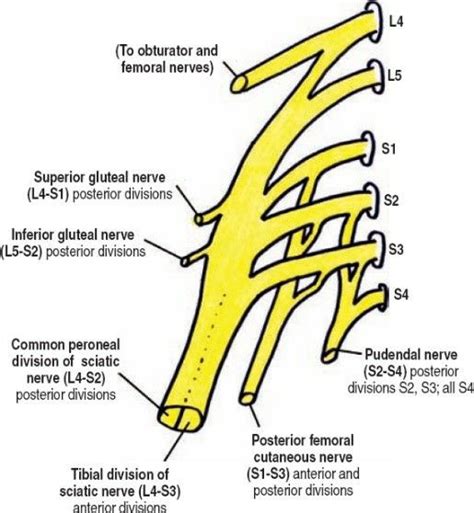 🏻Plexus Sacralis⬇️ N.Musculi Quadrati Femoris N.Musculi Obturatorii ...