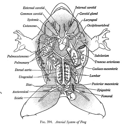 Guide To The Frog Dissection