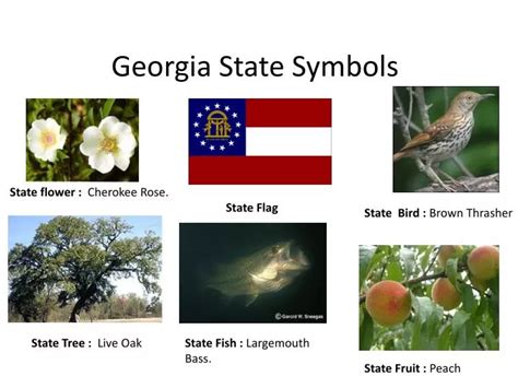 PPT - Georgia State Symbols PowerPoint Presentation - ID:2492960