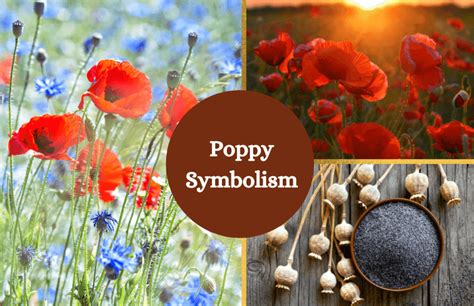 Poppy Flower Meaning and Symbolism - Symbol Sage