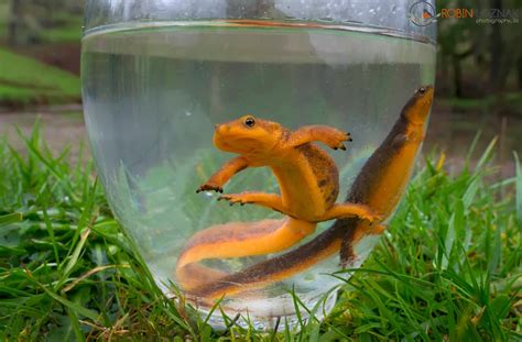 Robin Loznak Photography: Newt mating season