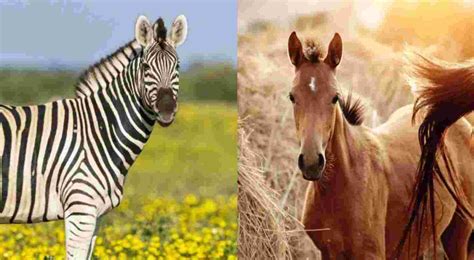 The Differences Between Zebra and Horse