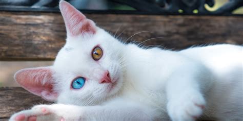 Heterochromia In Cats (Cats With Different Colored Eyes) - Cats.com