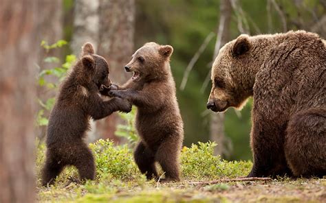 HD wallpaper: Bear cubs play game, forest, grizzly bear with two cubs ...